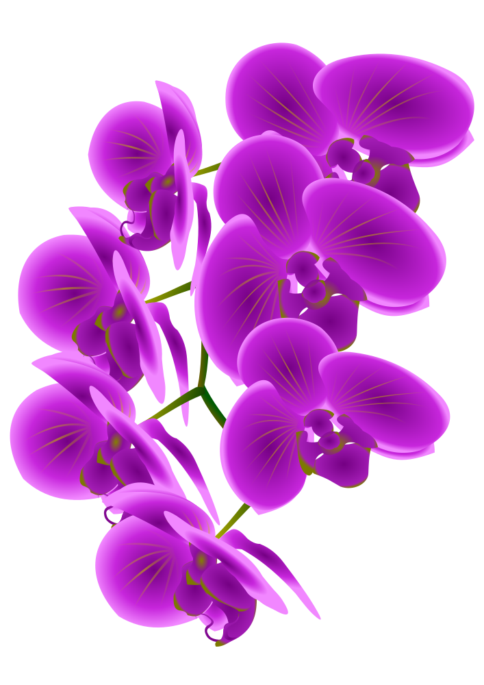 OnlineLabels Clip Art Orchid Branch